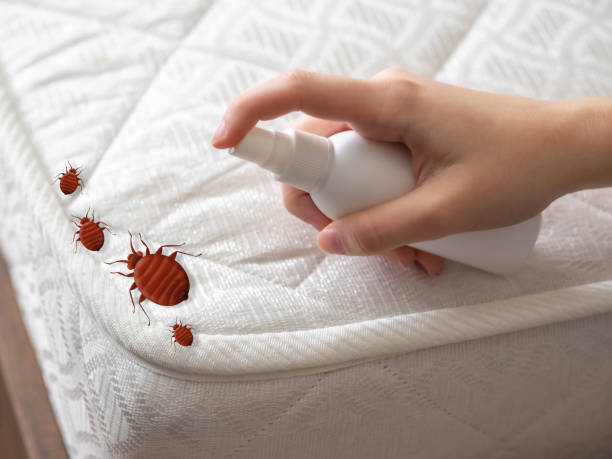 Best Pest Inspection Near Me  in Copiague, NY